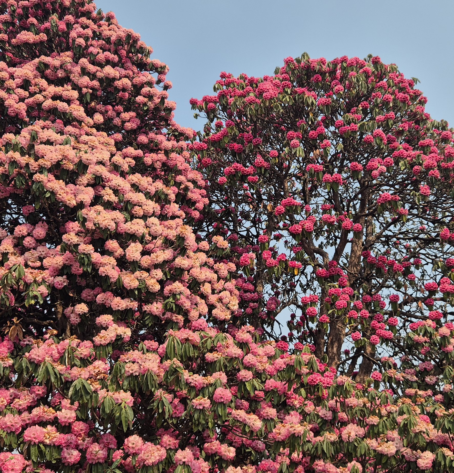 Annapurna Base Camp Trek 